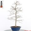 Carpinus turczaninowii - Image 9