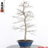 Carpinus turczaninowii - Image 10