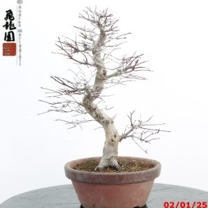 Acer palmatum deshojo