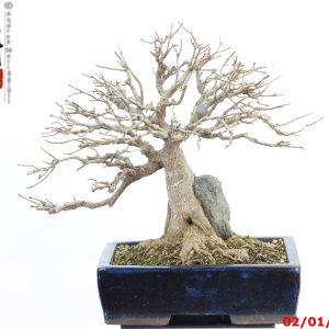 Acer buergerianum shohin