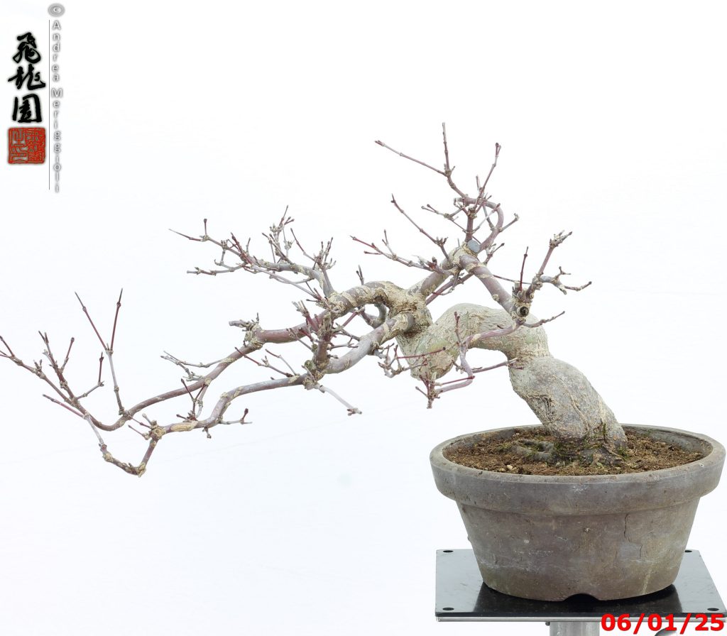 Acer palmatum deshojo shohin