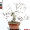 Acer palmatum deshojo - Image 4