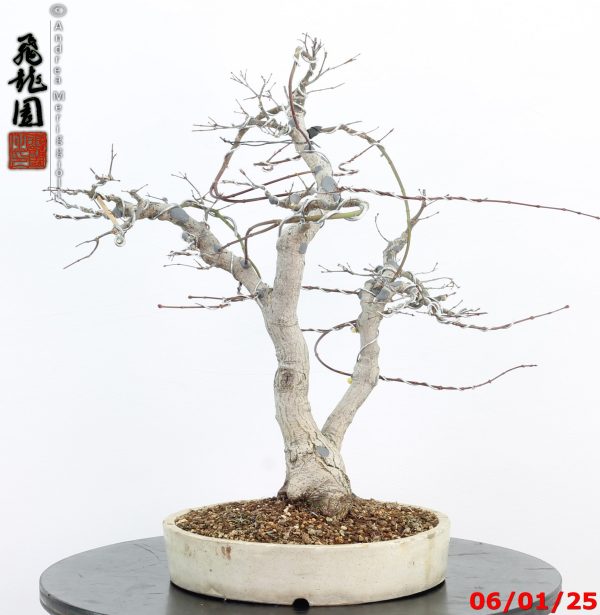 Acer palmatum - immagine 3