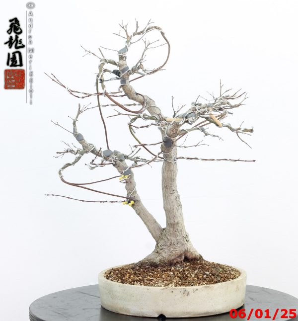 Acer palmatum - immagine 6