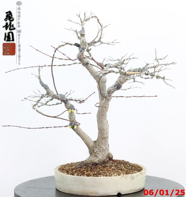 Acer palmatum - immagine 7