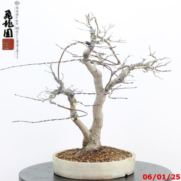 Acer palmatum - immagine 8