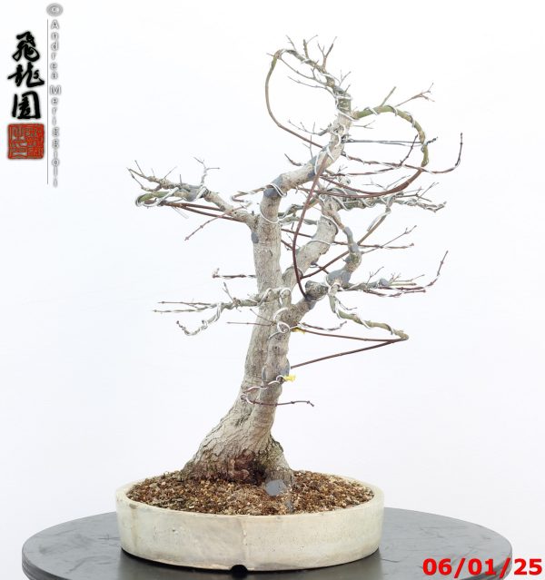 Acer palmatum - immagine 10