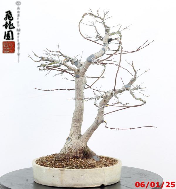 Acer palmatum - immagine 11