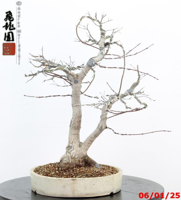 Acer palmatum - immagine 12