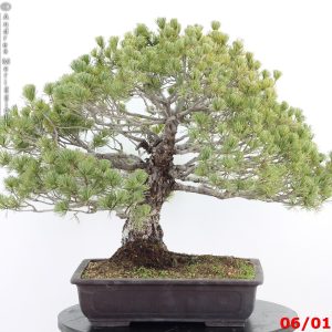 Pinus pentaphylla zuisho