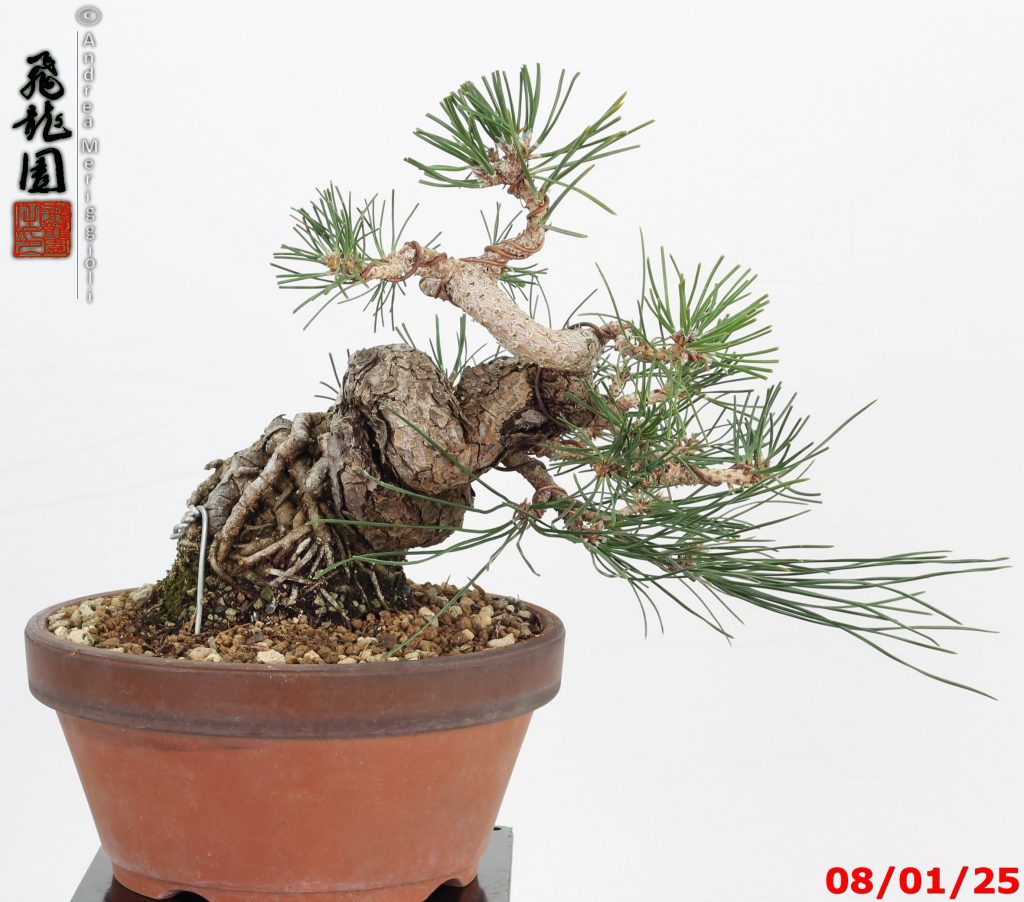 Pinus thunbergii shohin