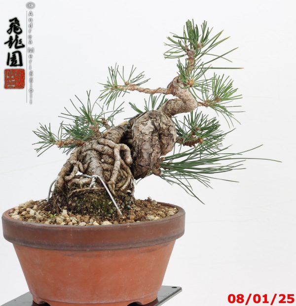 Pinus thunbergii shohin - immagine 3