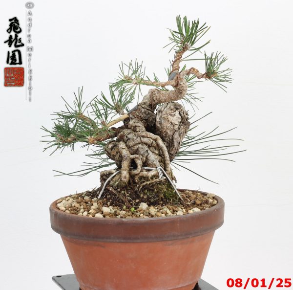 Pinus thunbergii shohin - immagine 4