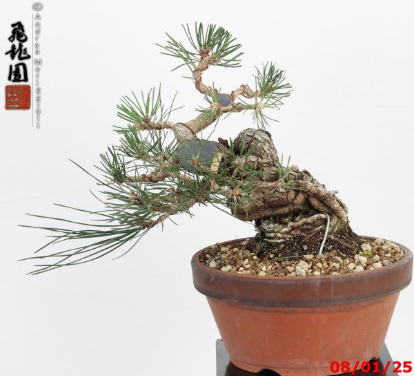 Pinus thunbergii shohin - immagine 6