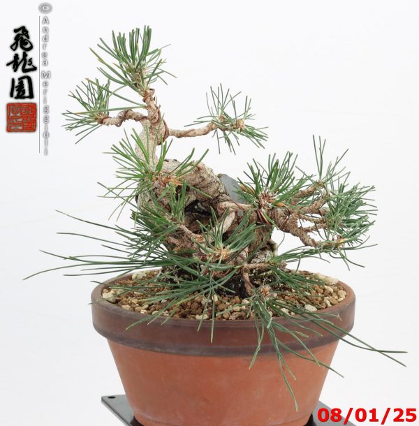 Pinus thunbergii shohin - immagine 9