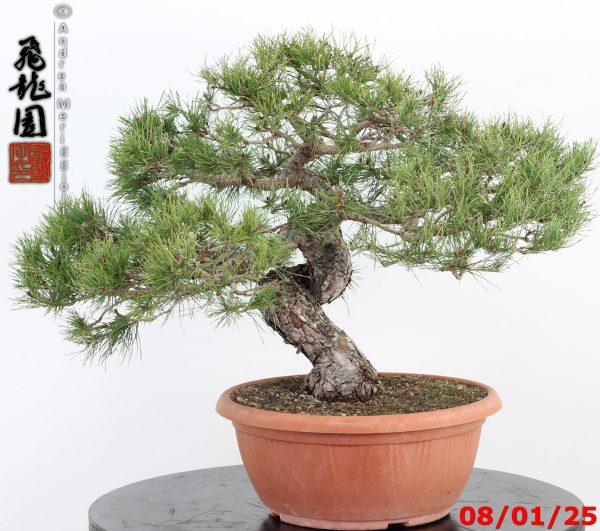 Pinus sylvestris