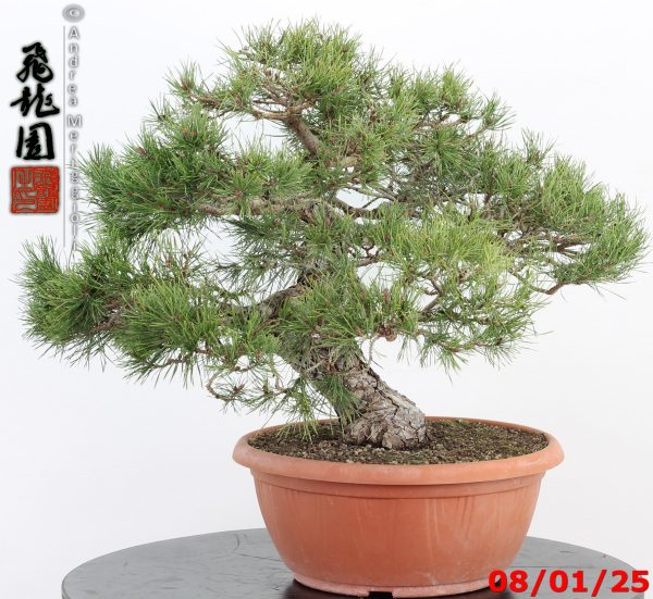 Pinus sylvestris - Image 3