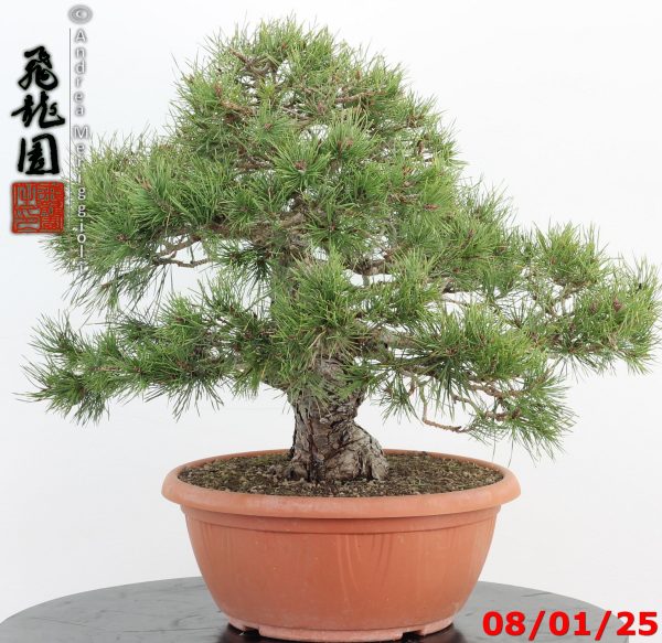 Pinus sylvestris - Image 4