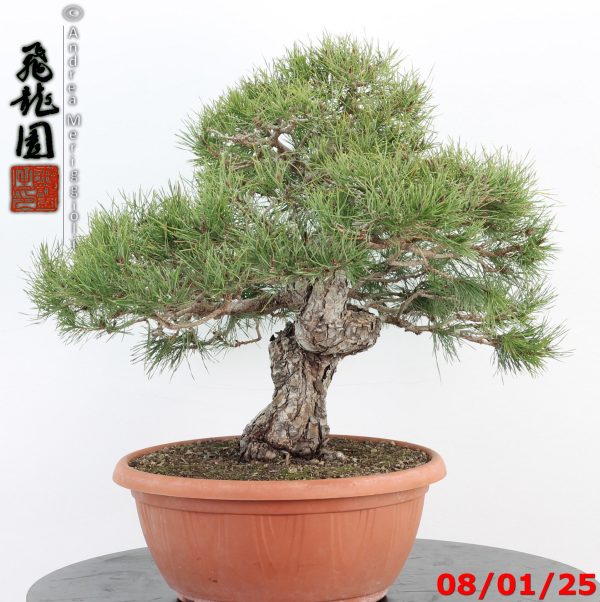 Pinus sylvestris - Image 9