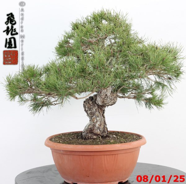 Pinus sylvestris - Image 10