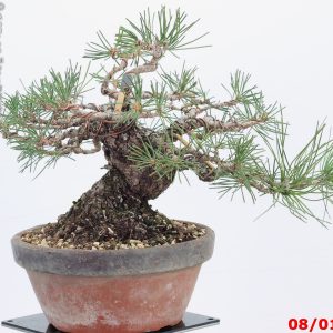 Pinus thunbergii shohin