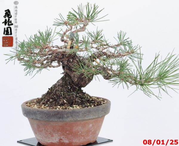 Pinus thunbergii shohin