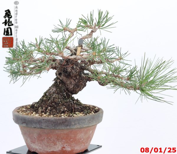 Pinus thunbergii shohin - immagine 2