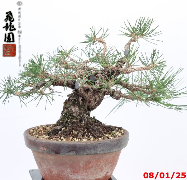 Pinus thunbergii shohin - immagine 3