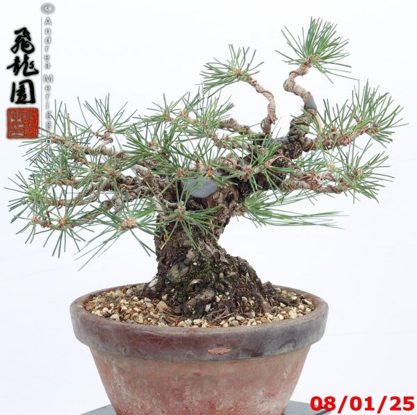 Pinus thunbergii shohin - immagine 4