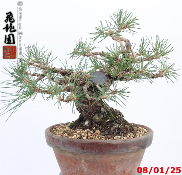 Pinus thunbergii shohin - immagine 5