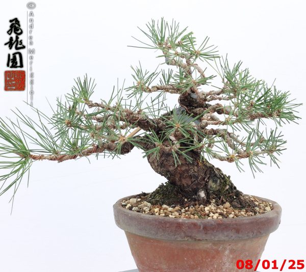 Pinus thunbergii shohin - immagine 6