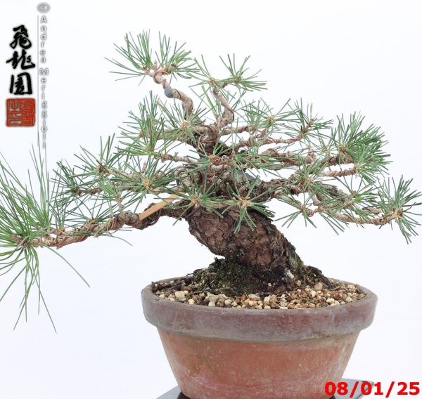 Pinus thunbergii shohin - immagine 7