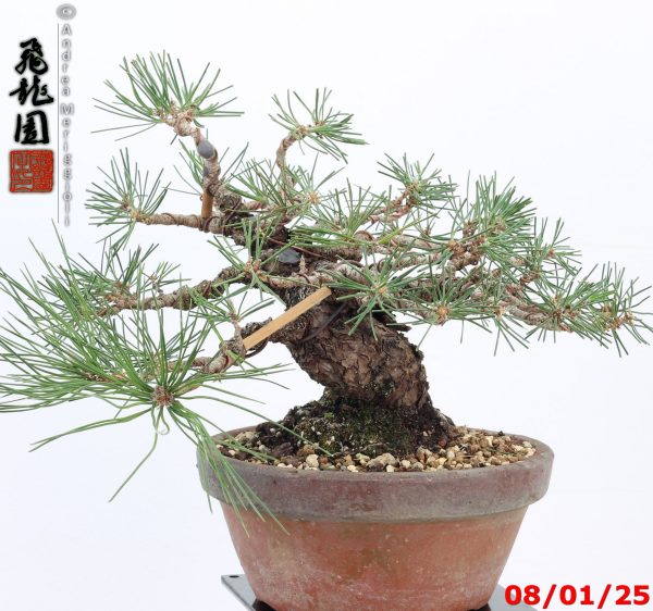 Pinus thunbergii shohin - immagine 8