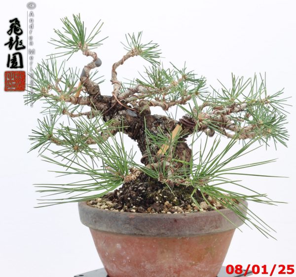 Pinus thunbergii shohin - immagine 9