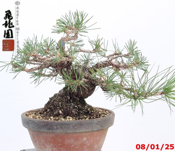 Pinus thunbergii shohin - immagine 10