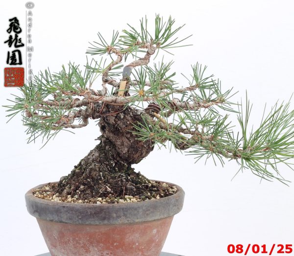 Pinus thunbergii shohin - immagine 11