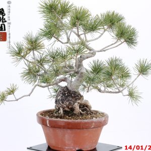 Pinus pentaphylla shohin