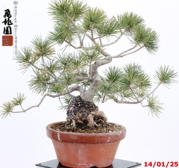 Pinus pentaphylla shohin