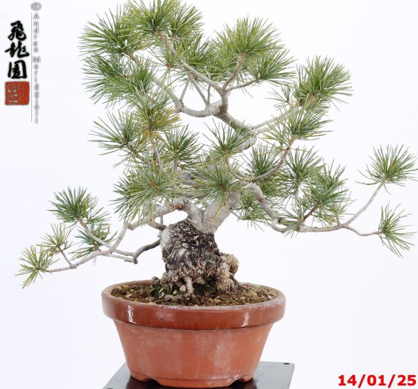 Pinus pentaphylla shohin - immagine 2