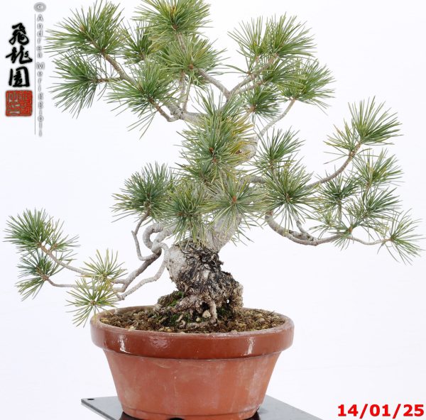 Pinus pentaphylla shohin - immagine 3