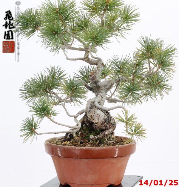 Pinus pentaphylla shohin - immagine 4