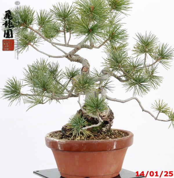 Pinus pentaphylla shohin - immagine 5