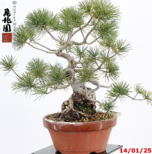 Pinus pentaphylla shohin - immagine 6