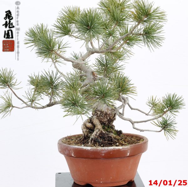 Pinus pentaphylla shohin - immagine 7