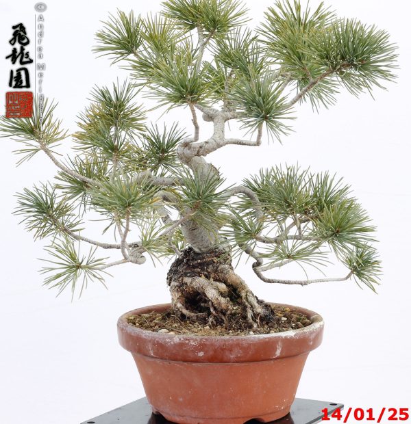 Pinus pentaphylla shohin - immagine 8