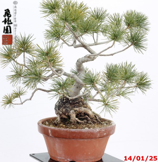 Pinus pentaphylla shohin - immagine 9