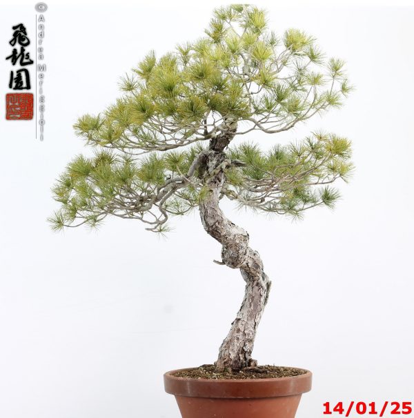 Pinus pentaphylla - immagine 3