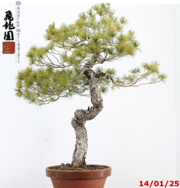 Pinus pentaphylla - immagine 4