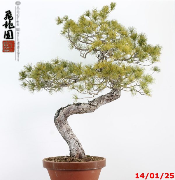 Pinus pentaphylla - immagine 6