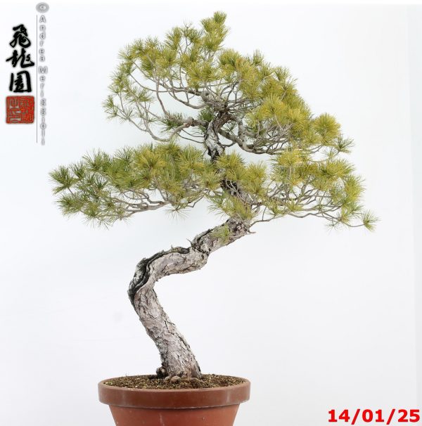 Pinus pentaphylla - immagine 7